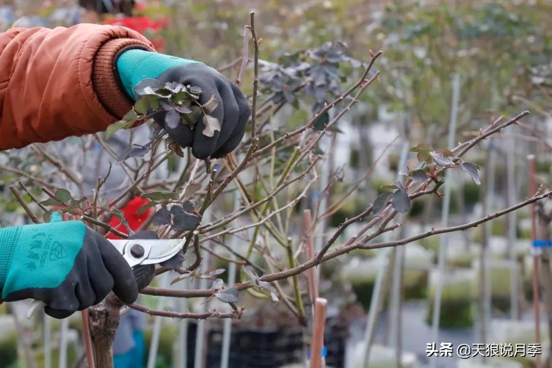 天狼月季起源,天狼月季是做什么的