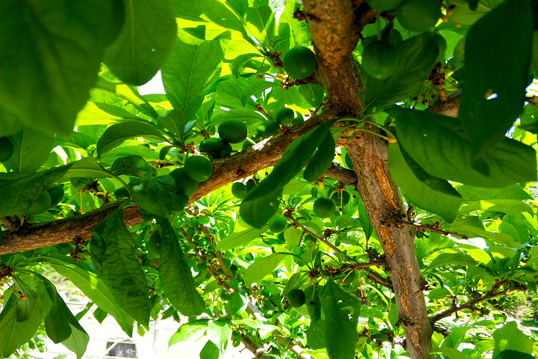 阿坝藏族羌族自治州哪个县最发达,阿坝每个县的经济状况