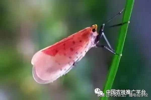 常见农业害虫的介绍图,农作物常见害虫种类及图片