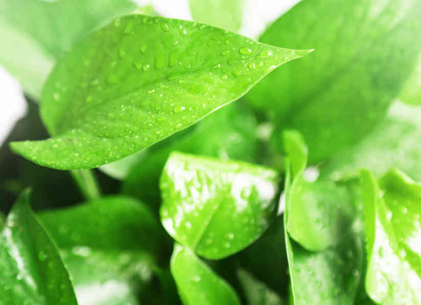 绿萝叶子发黄是什么原因怎么处理,绿萝叶子发黄有什么补救的方法