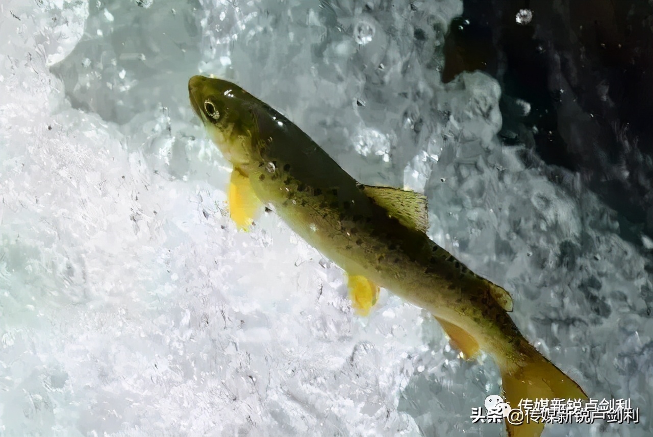 秦岭细鳞鲑科普,秦岭细鳞鲑百科介绍