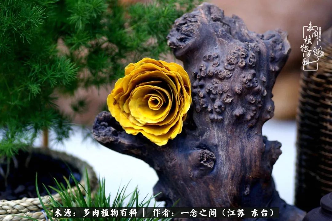 一见多肉误终生,一见多肉误终生从此入了养花坑