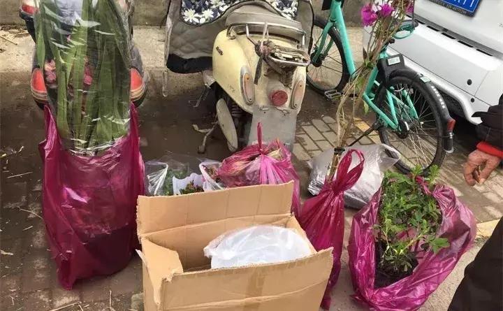 警惕这些诈骗新花招,这几种花有危险