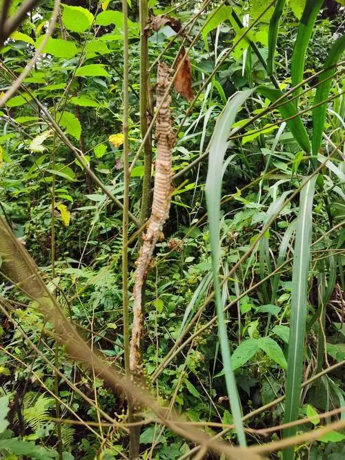 农村有哪些很毒的虫子,农村野外需要防备的毒虫