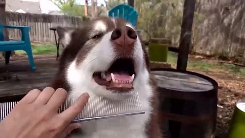 阿拉斯加犬掉毛怎么快速去除,阿拉斯加鼻头处掉毛