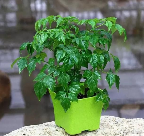 幸福树掉嫩叶原因和解决方法,幸福树掉叶子严重怎么回事