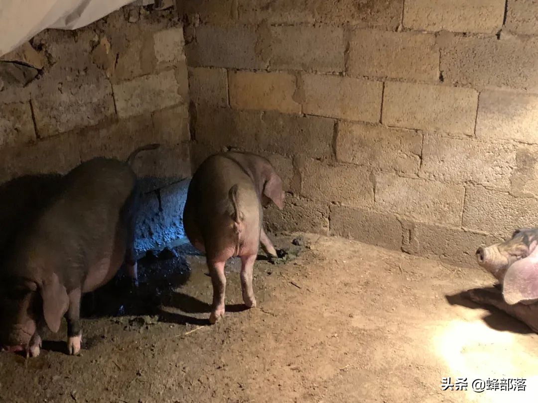 如何让猪定点排放,如何让猪在固定地方睡