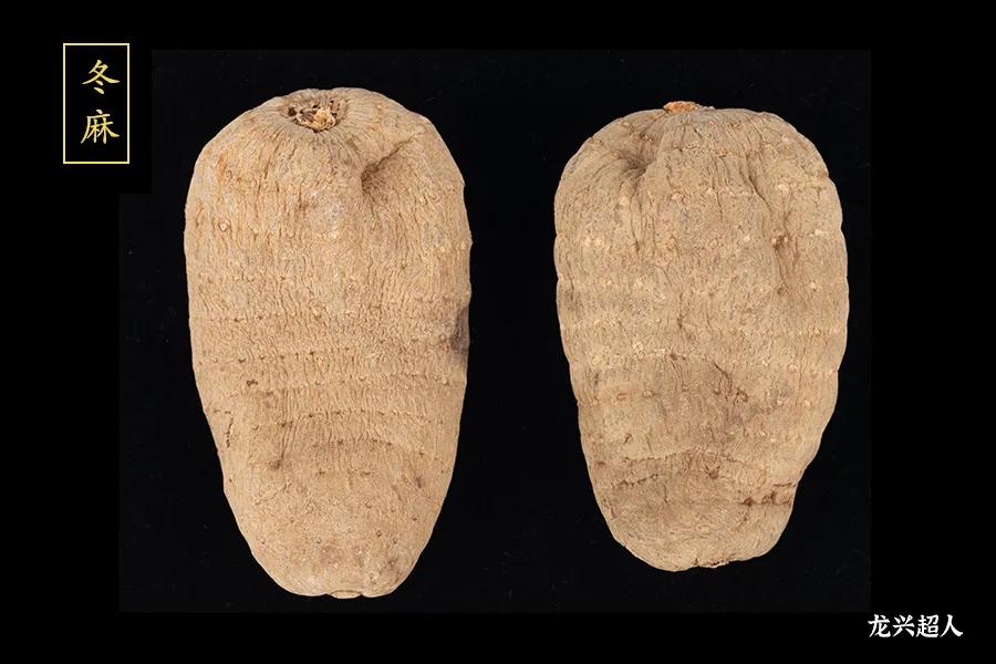 贵州的道地药材天麻,天麻属于哪里的道地药材