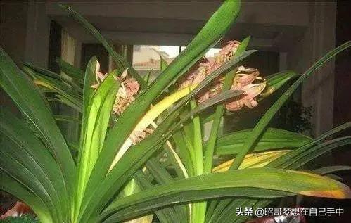 养君子兰不开花怎么办,养君子兰叶片不齐