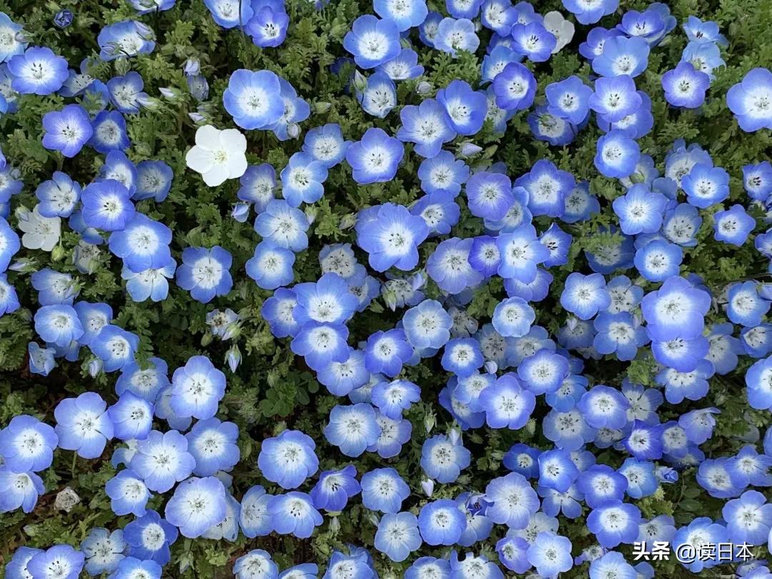 日本茨城连续7年被评魅力最低,可看了真实的她之后,我被美哭了