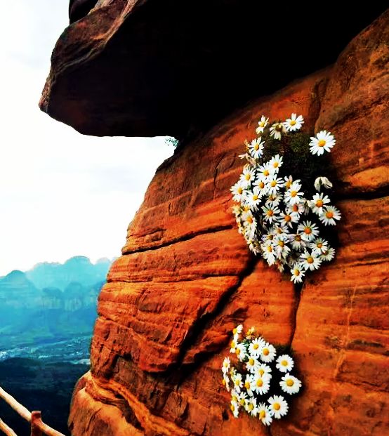 太行山崖柏枕头功效,太行山崖菊