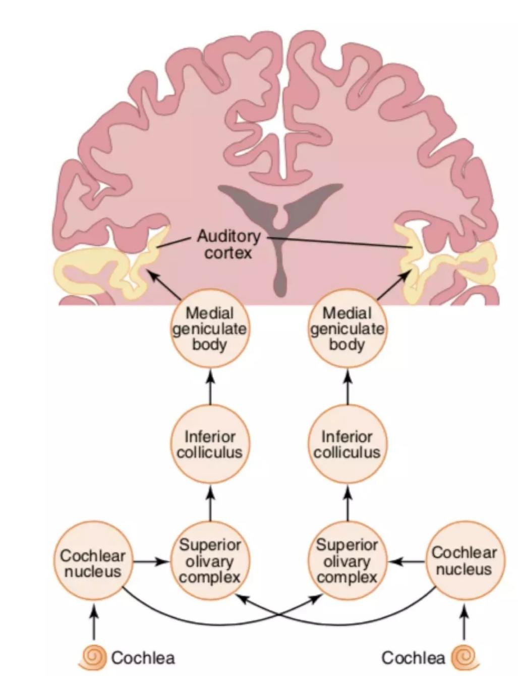 宝宝听觉敏感期，丰富声音体验很重要，会唱歌绘本给娃磨耳朵