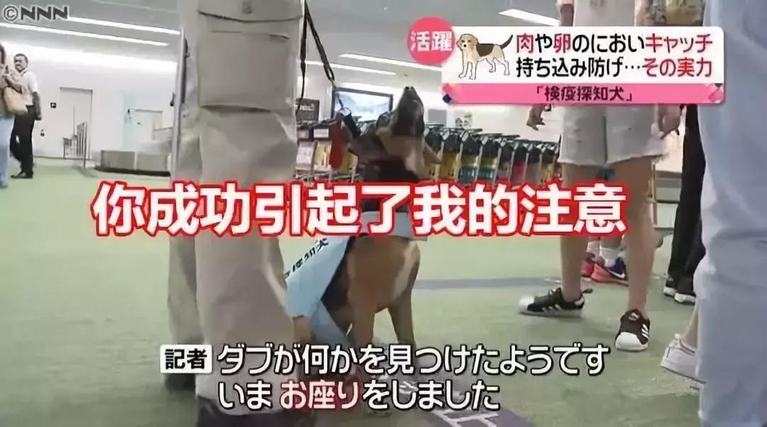 日本海关严查,日本海关对入境物品规定