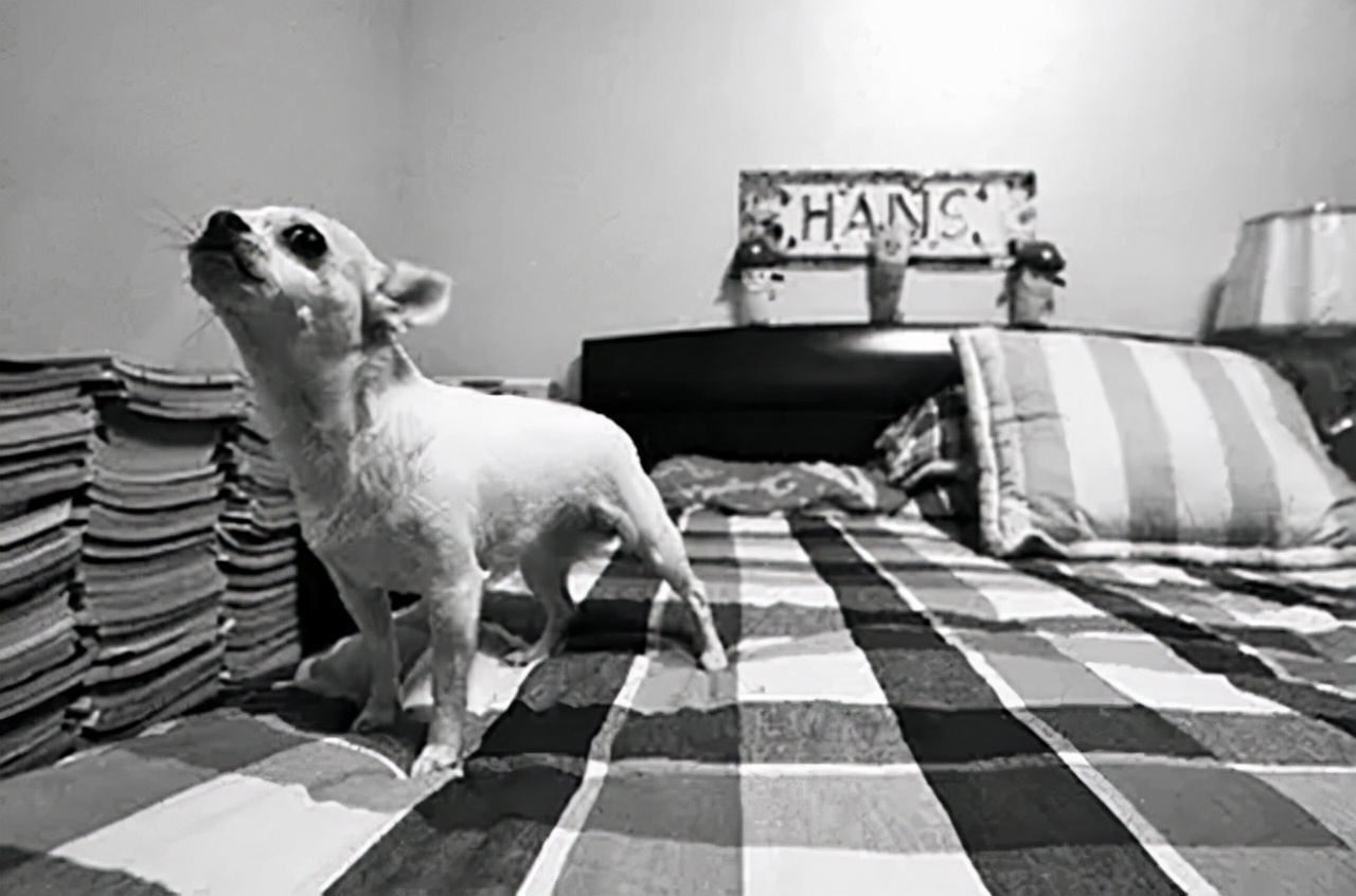 中国小伙为报答瑞士房东为其送终,2012年老人去世:想长眠于中国