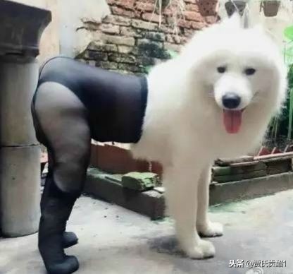 「娱乐播报君」检讨书——同学，有种下课你别逃