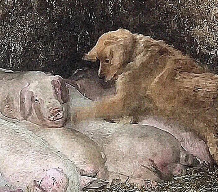 狗狗偷溜进母猪圈,觉得事情不简单,跟过去后,拿起扫把狠打