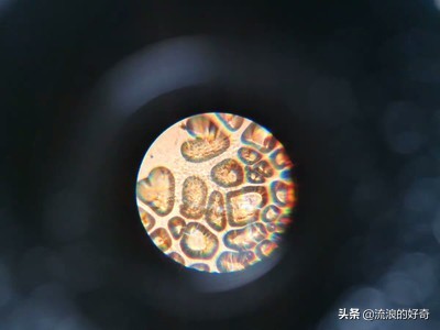 可看细胞显微镜开箱,买哪个便携式显微镜可看细胞