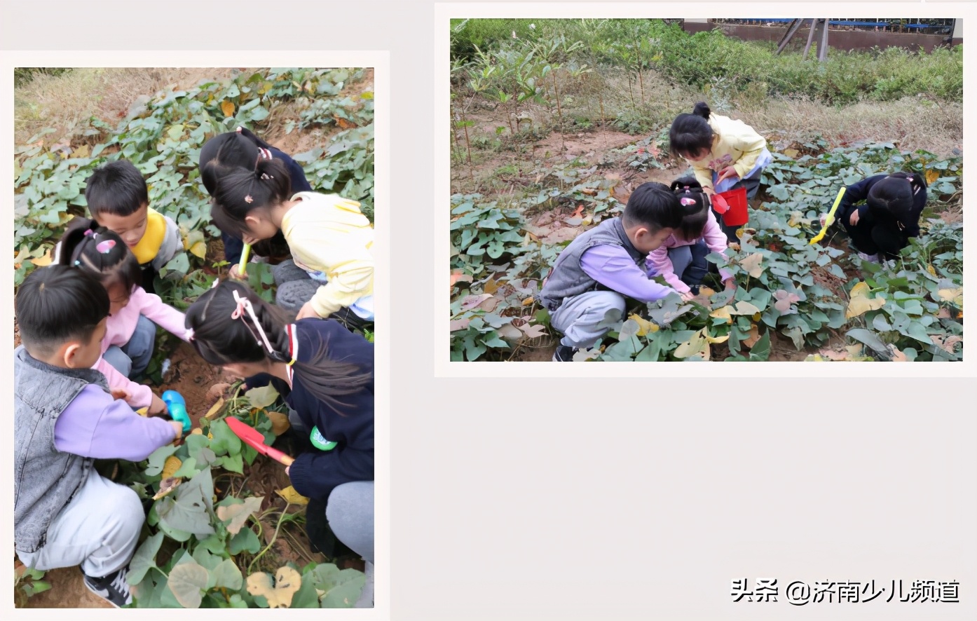 幼儿园红薯生成课活动方案,幼儿园科学教案红薯的成长过程