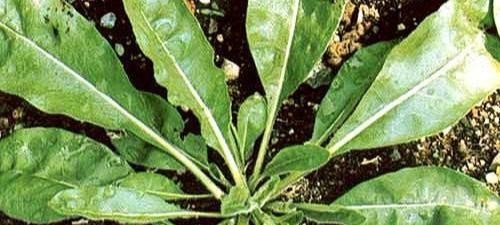 养鸡场鸡瘟用什么中草药好视频,防鸡瘟最好的中药