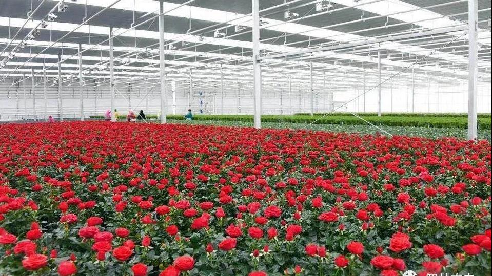 智能化玫瑰种植大棚,3000亩超大阳光玫瑰种植基地