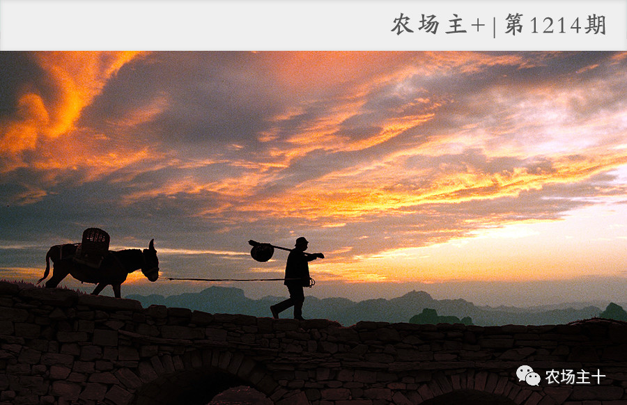 一千元小本创业农村,100个农村创业项目赚钱