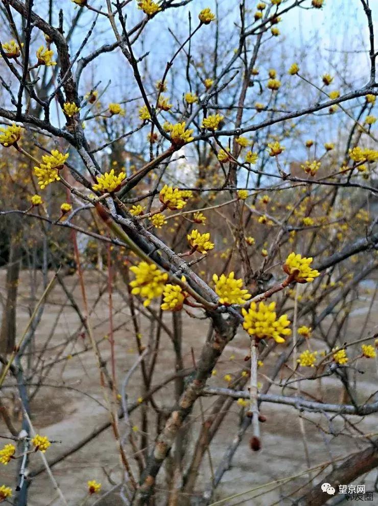 【今日望京】东湖地区成人乙肝疫苗接种通知；望湖公园早春花开