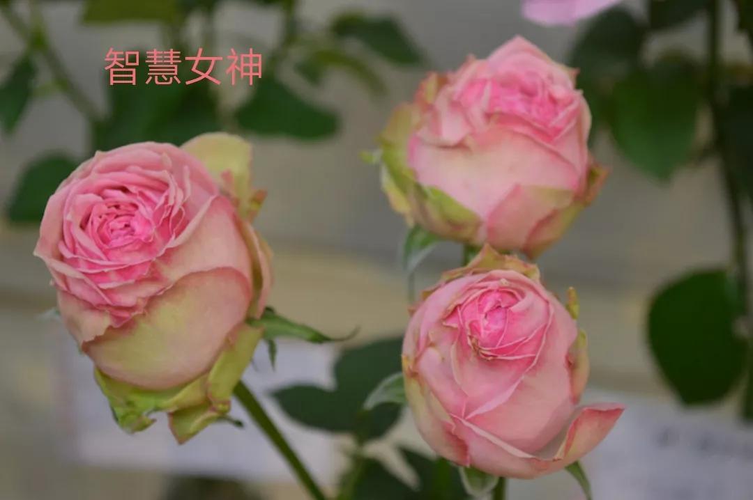 切花火焰月季的优缺点,常见切花月季一览