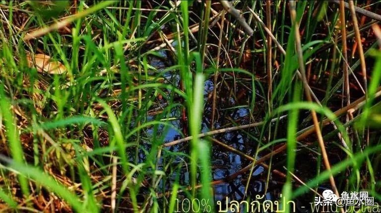 泰国斗鱼和中国斗鱼的杂交品种,中国斗鱼与泰国斗鱼哪个更厉害