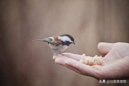 饲养宠物鸟需要什么技术,养殖鸟的一般怎么喂幼鸟