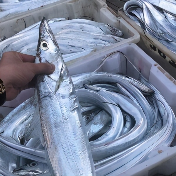 进口带鱼什么时候便宜,买带鱼贵好还是便宜好