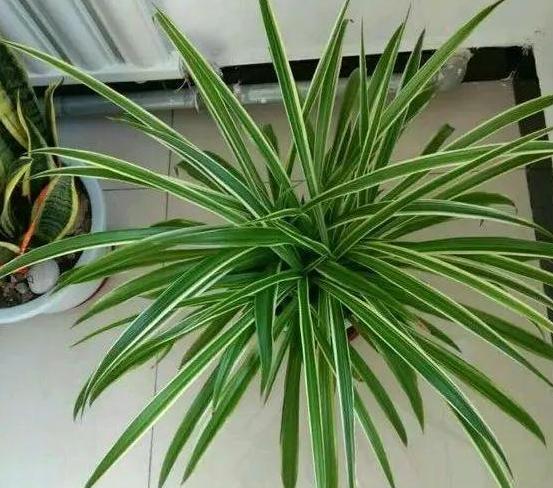 家庭盆栽金边吊兰的养护方法,金边吊兰怎么养才能更旺盛长得快