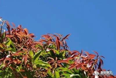 芒果树的叶子都变软了,芒果树结果树叶变黄