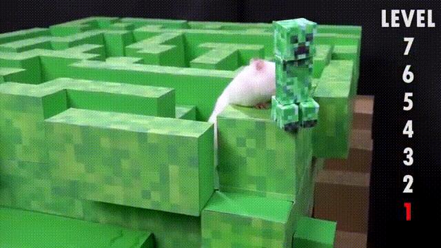 2亿*放播**量的“仓鼠走迷宫”，成了YouTube上的财富密码