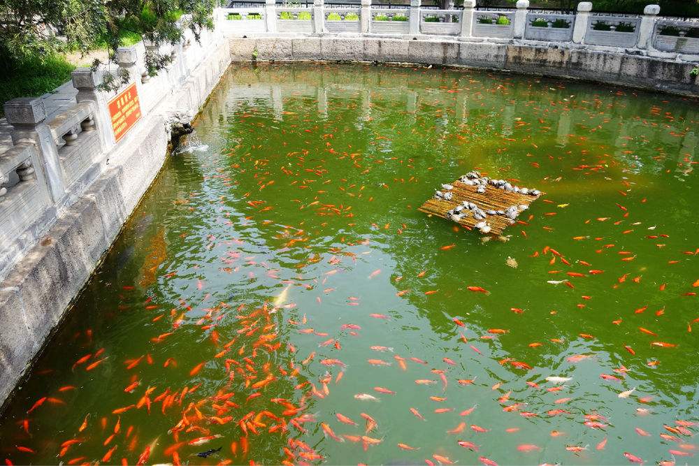 家养巴西龟对比野生巴西龟有多弱,为什么不能养巴西龟