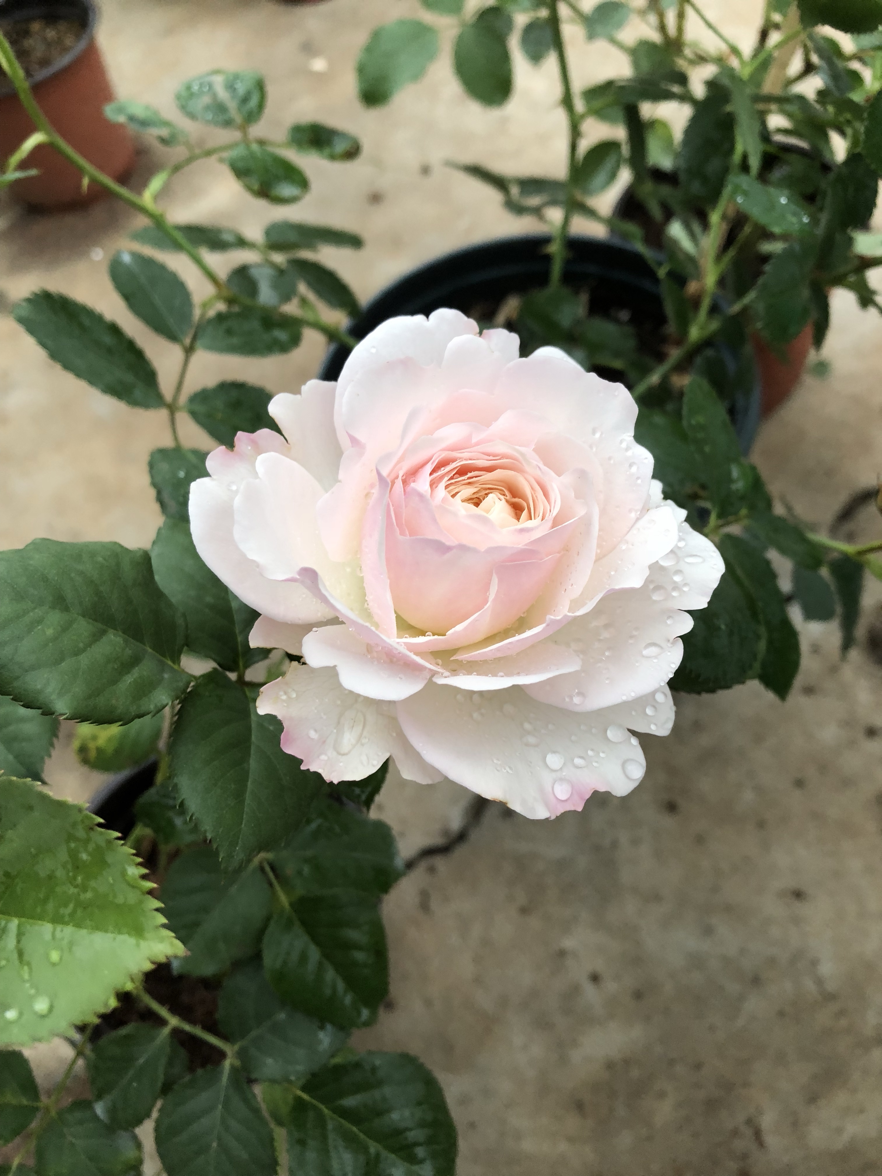 月季凯拉的优缺点,月季凯丽爆花怎么养