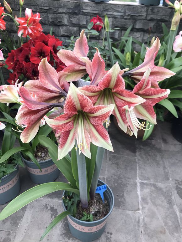 朱顶红长叶修剪的正确方法,朱顶红开花好了怎么修剪