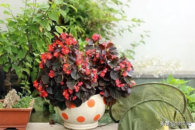 四季秋海棠的养殖方法开几次花,四季海棠秋海棠花的养殖方法