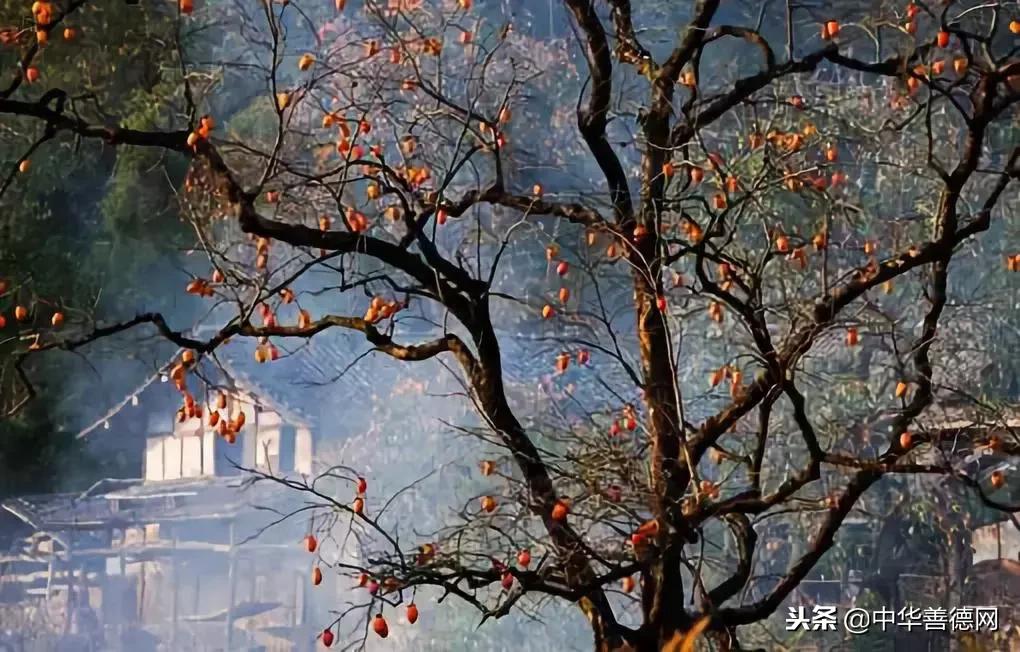 留几枚柿子在树上吧，让感恩变成一种习惯
