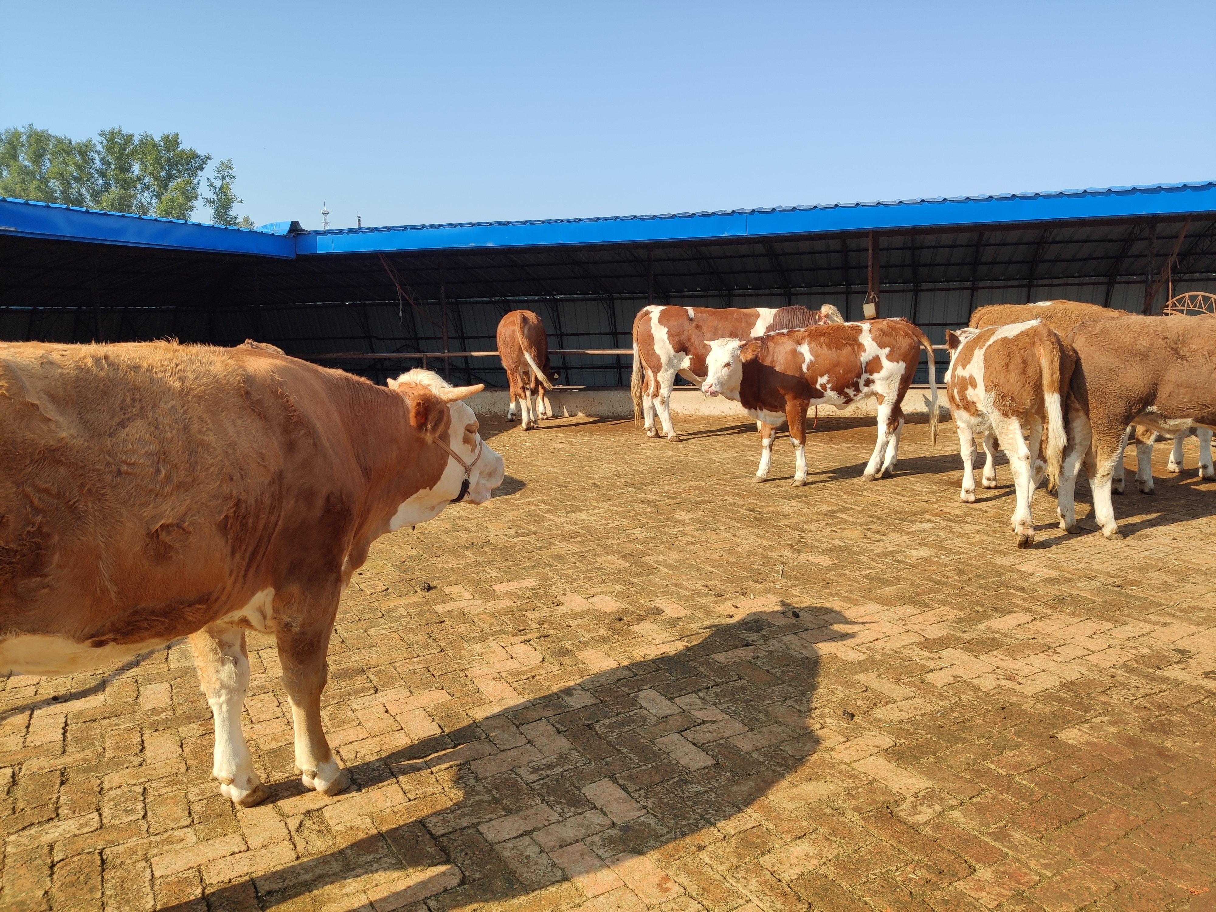 现在农村养牛前景怎样,现在养牛的发展现状是什么