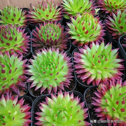 观音莲怎么养才肥,观音莲施肥用什么肥料好