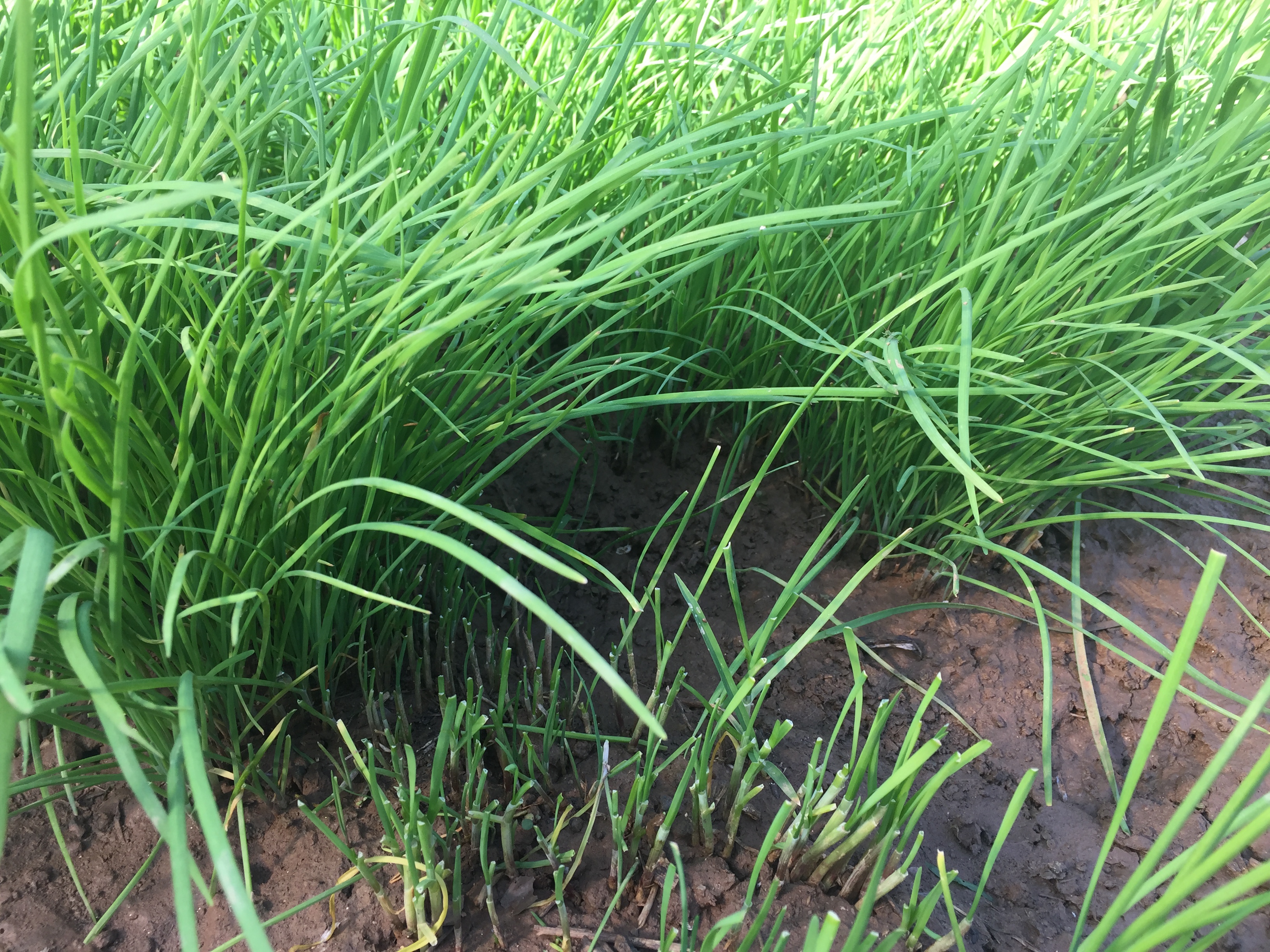 韭菜如何播种发芽,韭菜怎么播种出得快