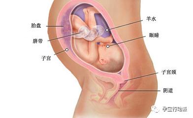 孕期周刊 第三十周