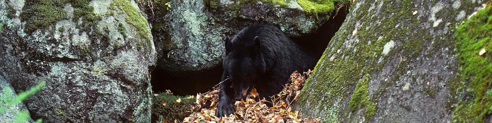 狗熊需要冬眠多久才能活,狗熊不吃饭能活多久
