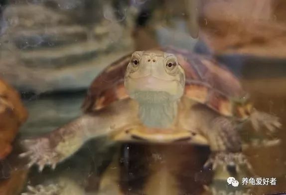 解答各种龟类问题,养龟的10个困惑