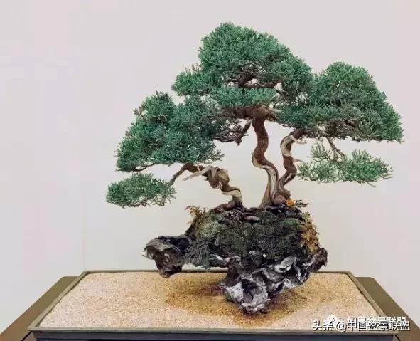 日本盆景巨匠木村正彦作品全程 (木村正彦盆景作品)