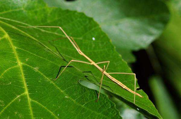 昆虫竹节虫,昆虫界隐藏大师竹节虫