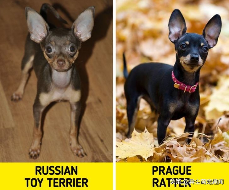 五大最难养的狗第三名金毛犬,金毛是最常见的狗狗种类