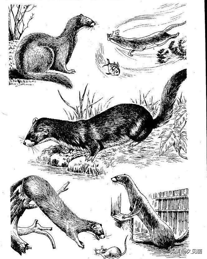 黄鼠狼为什么要放生,捉到黄鼠狼需要放生吗