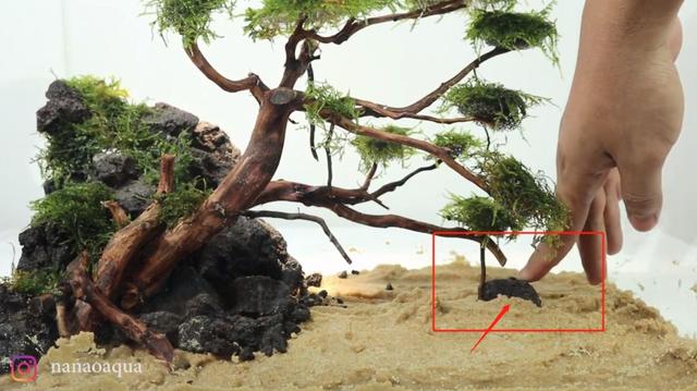 莫斯树到底好不好,莫斯树是什么