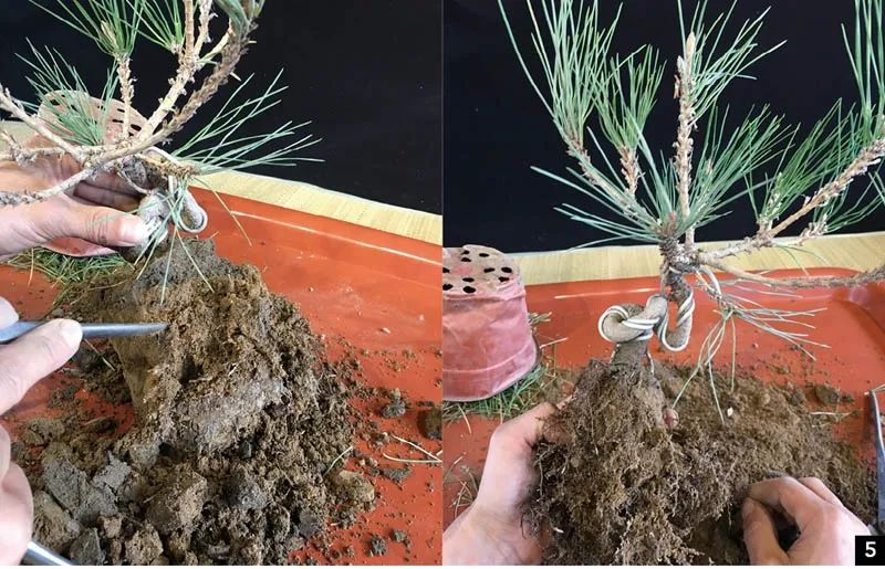 黑松苗临水式造型 (临水黑松苗)